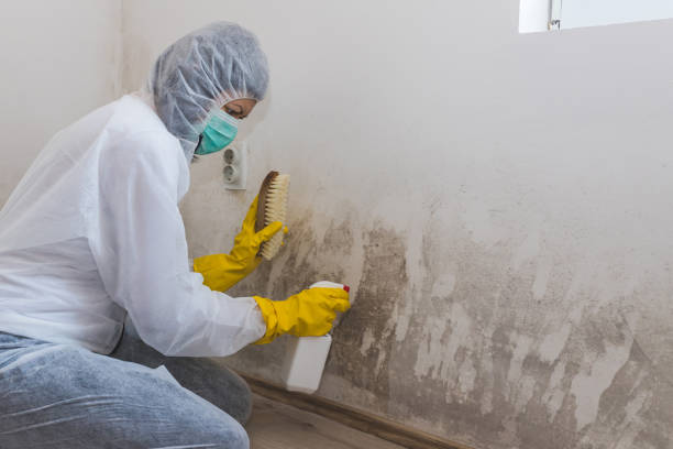 Best Mold Remediation for Healthcare Facilities  in Bellerose Terrace, NY