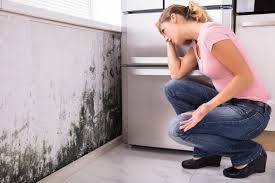 Trusted Bellerose Terrace, NY Mold Inspection Experts